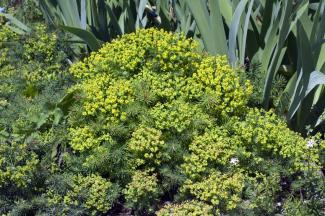 Euphorbia seguieriana